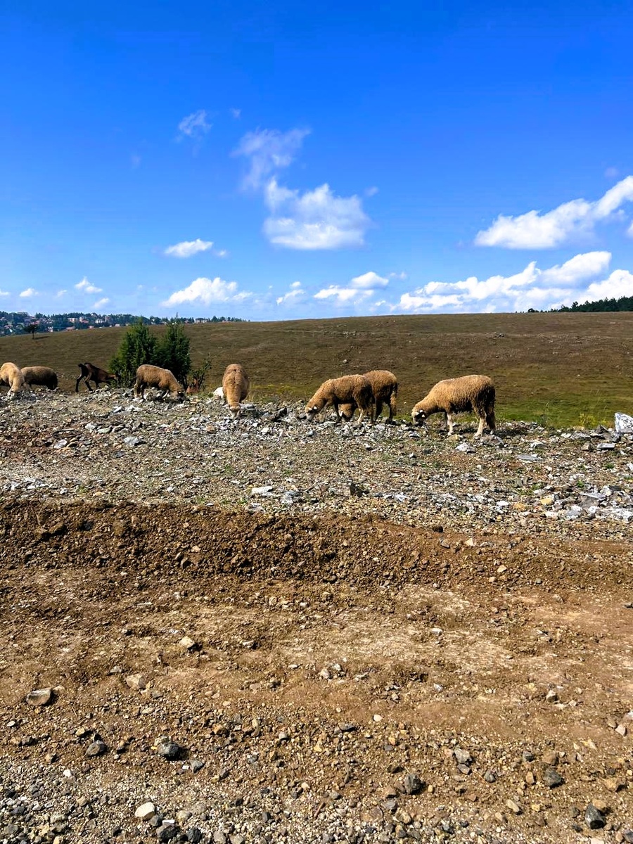 Барашки одни гуляют вдоль дороги