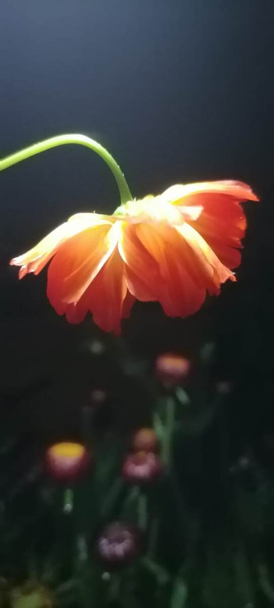 Авторское фото.