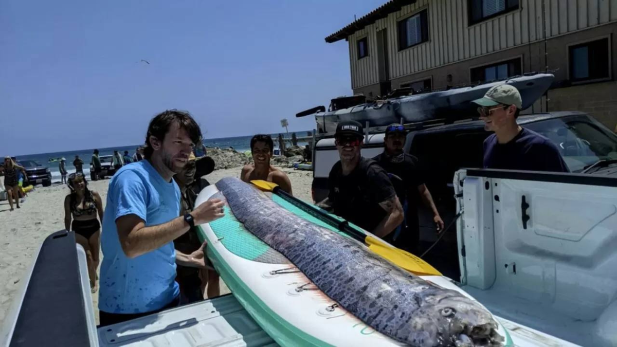 Сельдяной король, найденный 18 августа в Сан-Диего (фото Euronews)