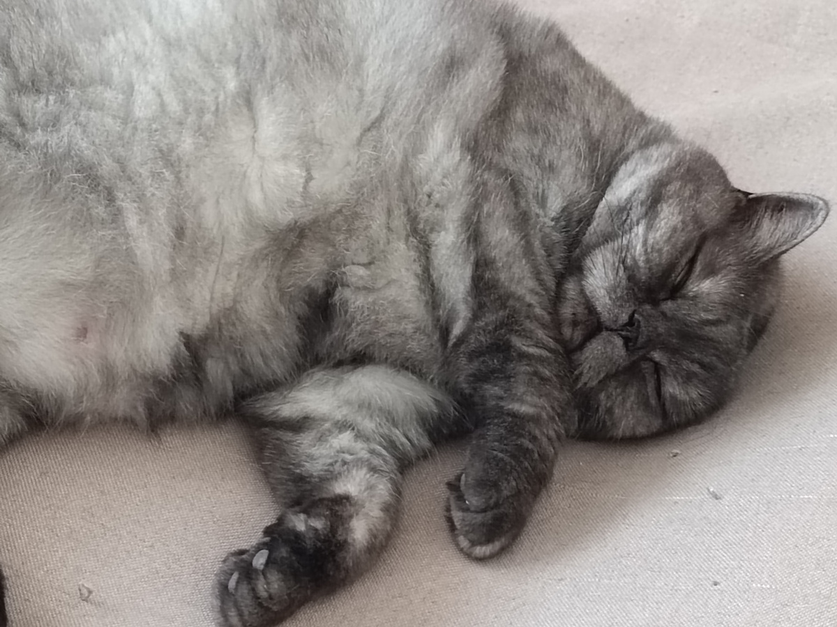 Фото называется "как спят уставшие колобки"