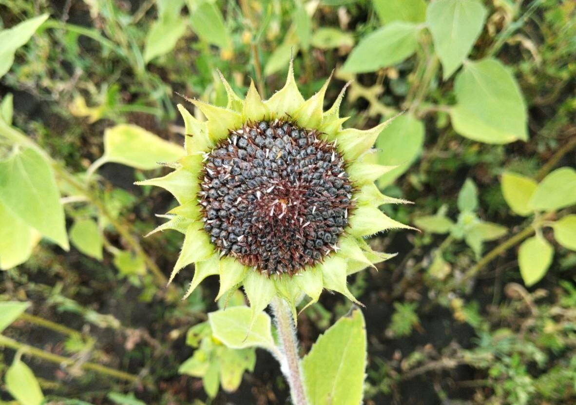 Фото: АПК Новости