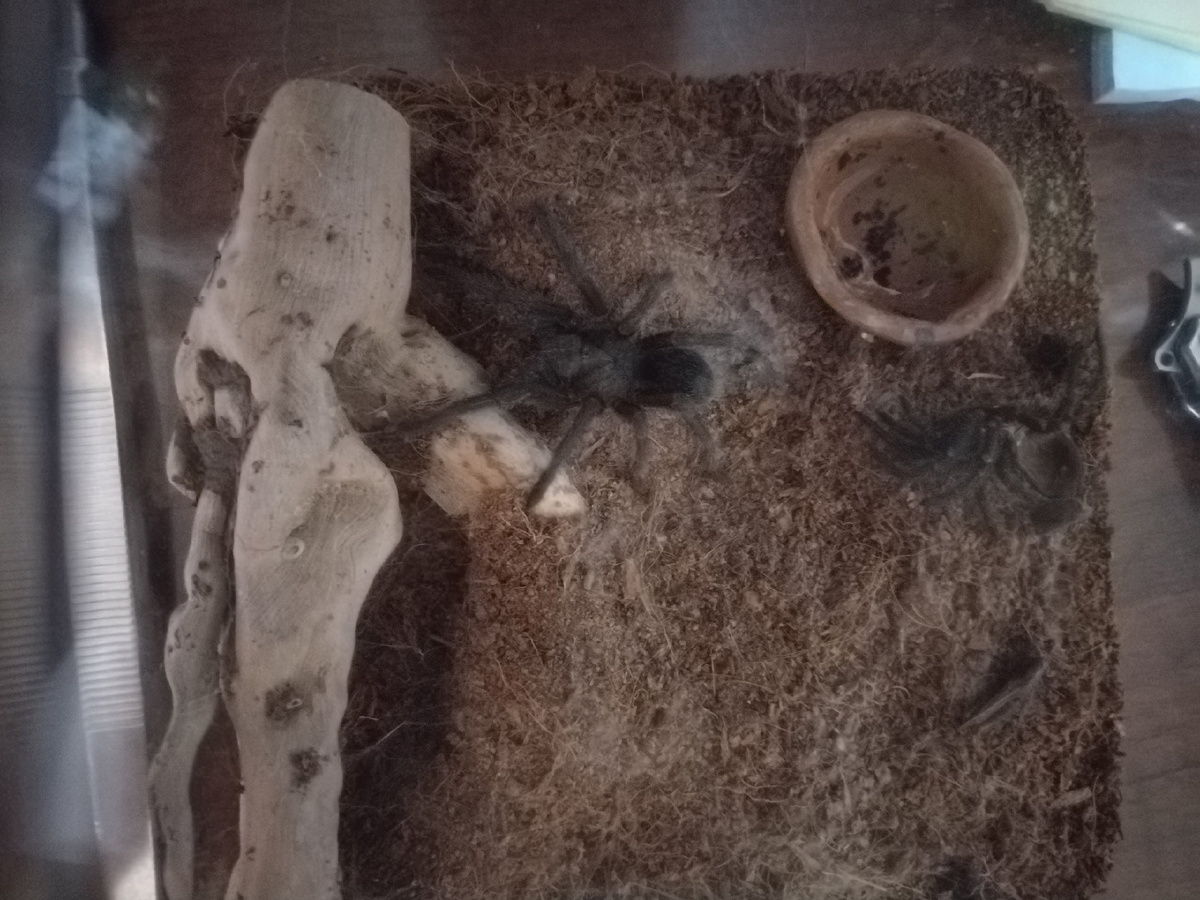 Grammostola pulchra паук птицеед 1 годик