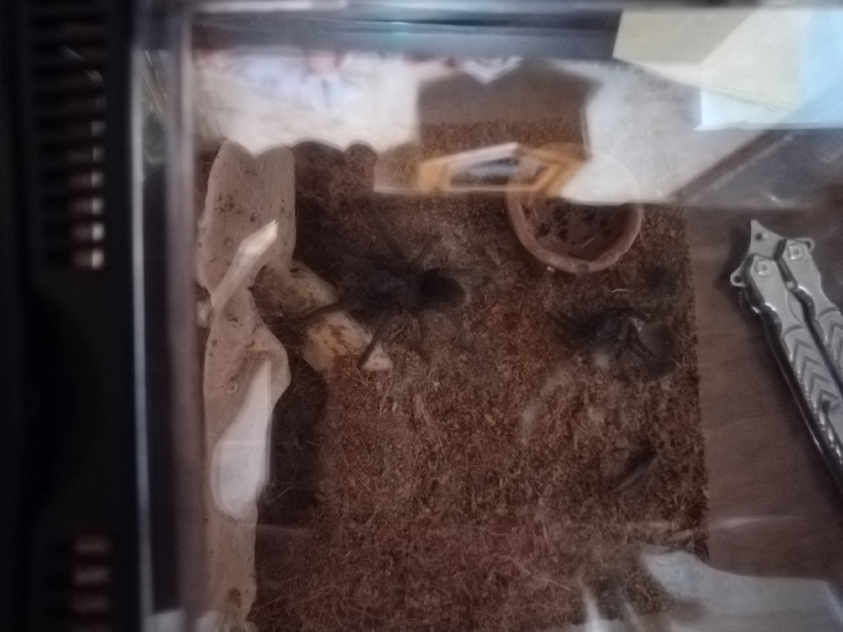 Пашка полинял