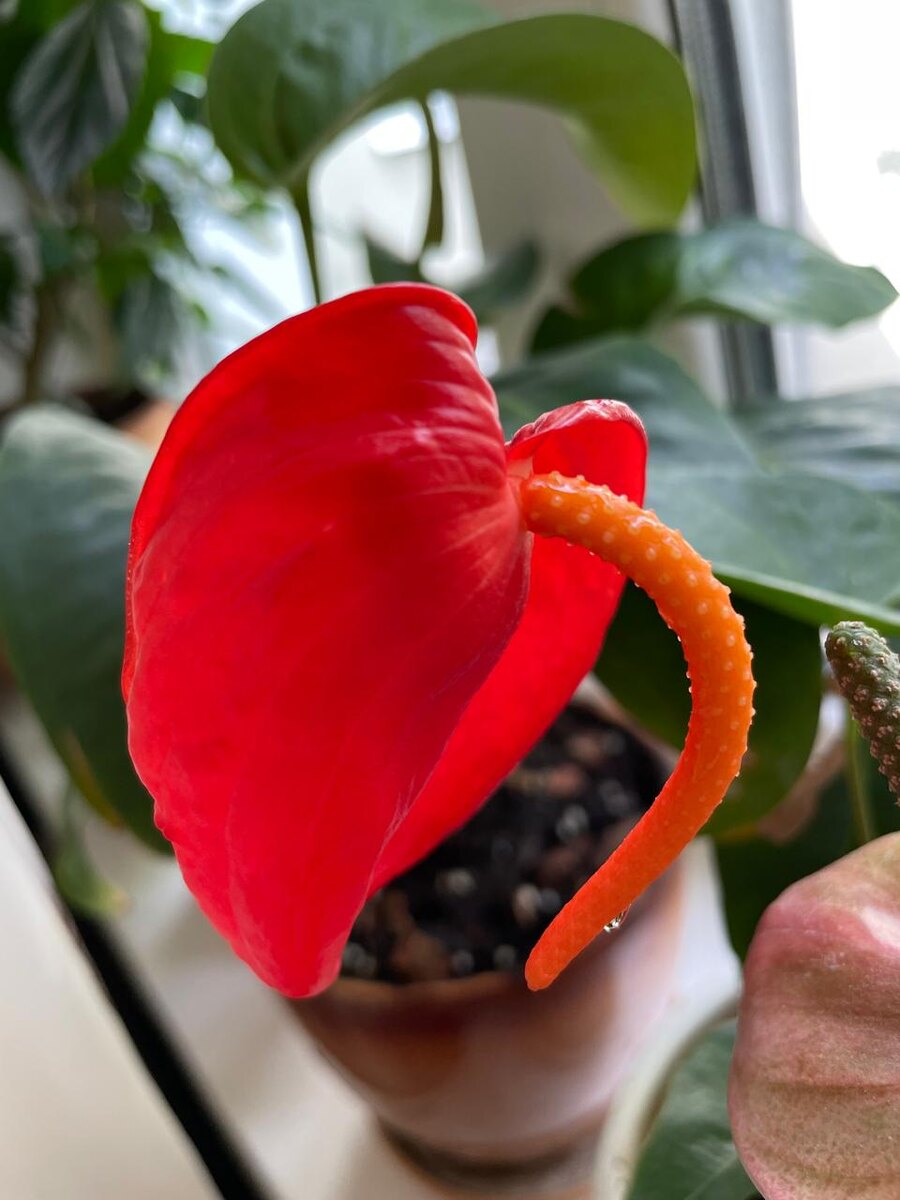 Антуриум Шерцера Кристин