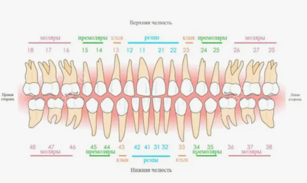 https://stomatkristall.ru/wp-content/uploads/numeraciya-v-stomatologii.jpg