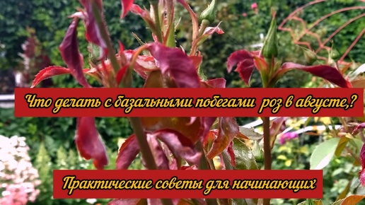 Что делать с БАЗАЛЬНЫМИ побегами роз в августе? Практические советы для начинающих.