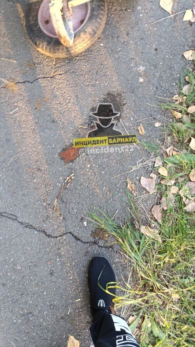    Собаку расстреляли в Мамонтово. Источник: "Инцидент Барнаул"