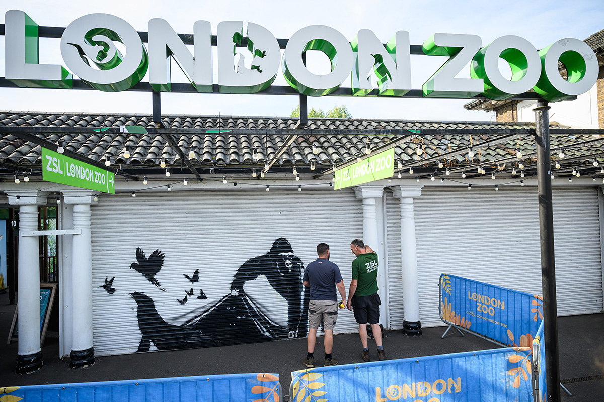 Leon Neal / Getty Images📷Работа уличного художника, изображающая гориллу и других животных