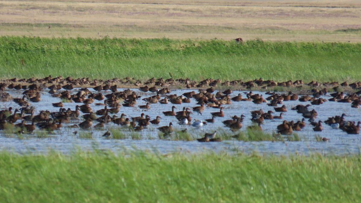 Телеграм-канал UTV | Оренбург