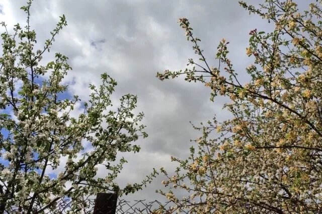    Можно ли обрезать деревья, которые уже плодоносили, в августе?