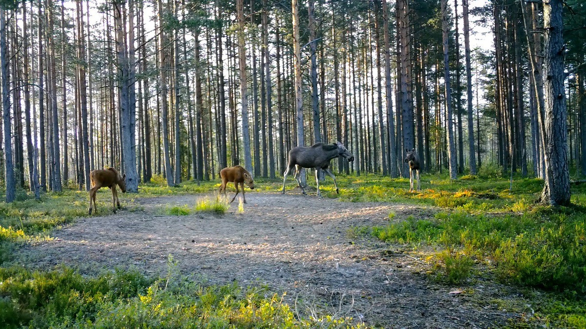    фото: Павел Глазков / «Каждой твари по паре»