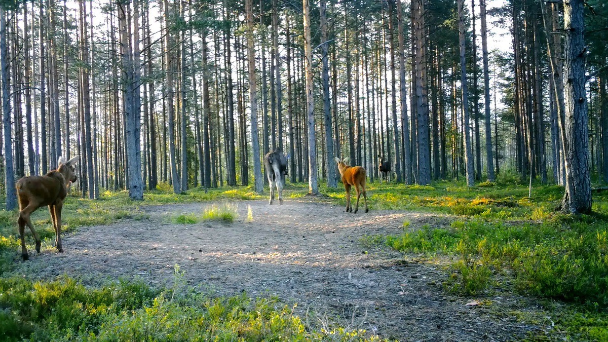    фото: Павел Глазков / «Каждой твари по паре»