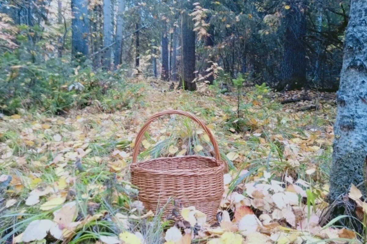    Сибирякам рассказали, как не потеряться в лесу и избежать трагедий