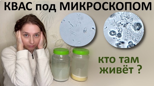 Квас хороший и плохой под микроскопом. Разница в микробиоме.