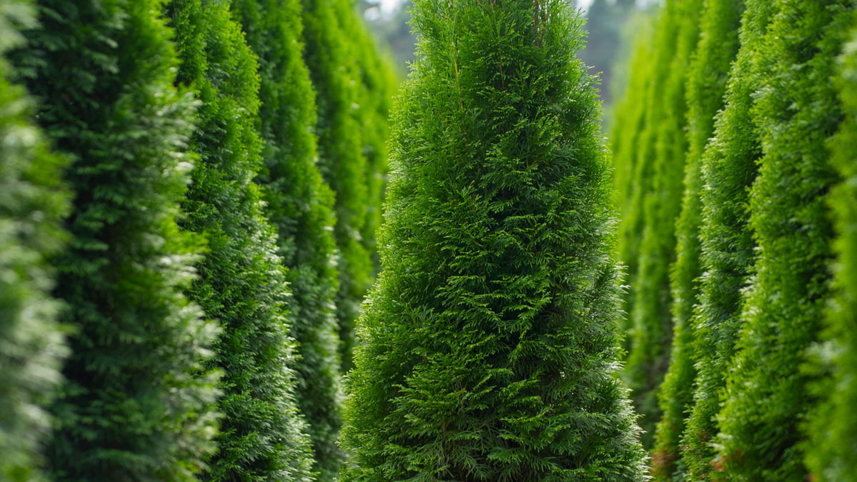 туя смарагд