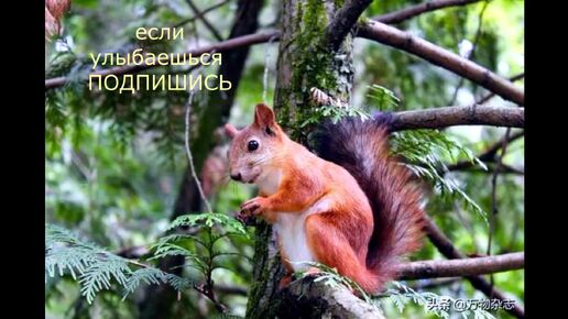 ХРАБРОСТЬ #центрприроды #белка #ручнаябелка #белкапарк