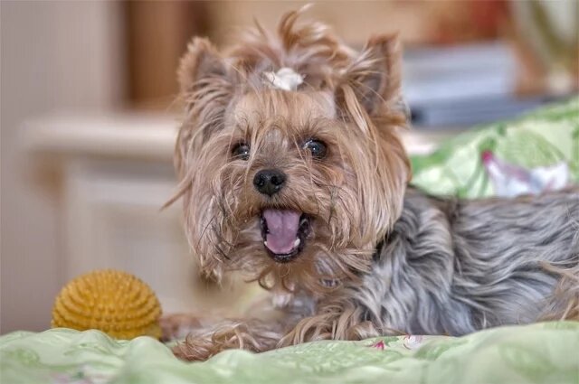    Какие породы собак считаются долгожителями?