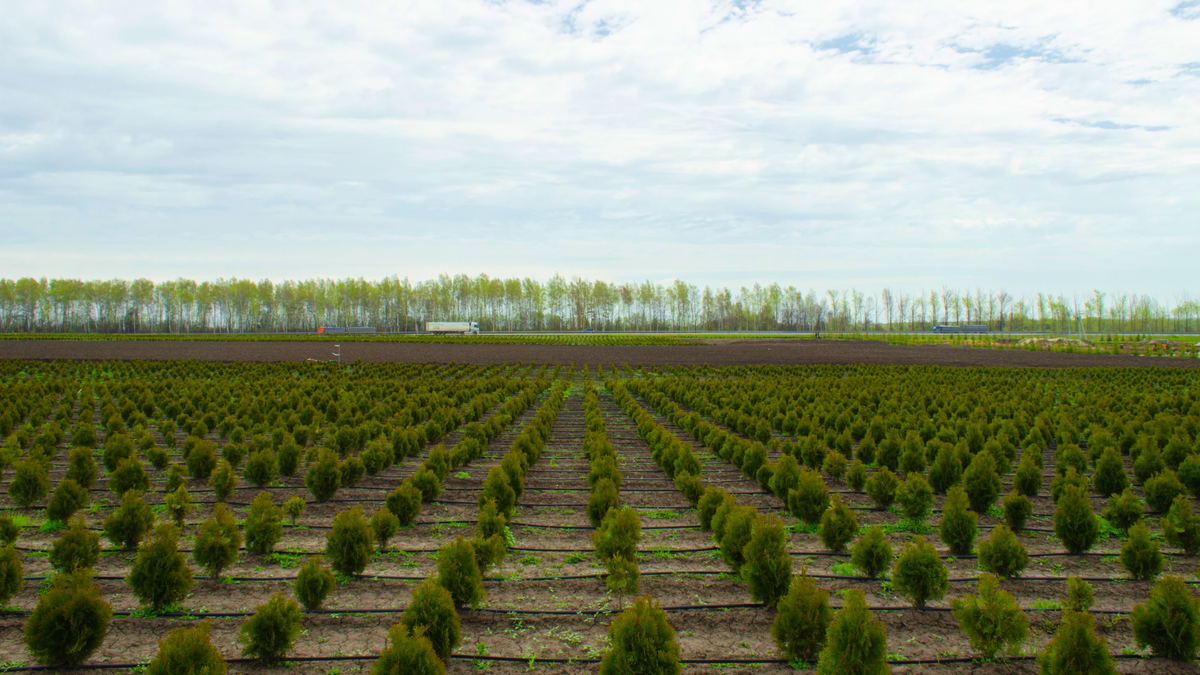 чек-лист для питомника растений: что нужно учесть