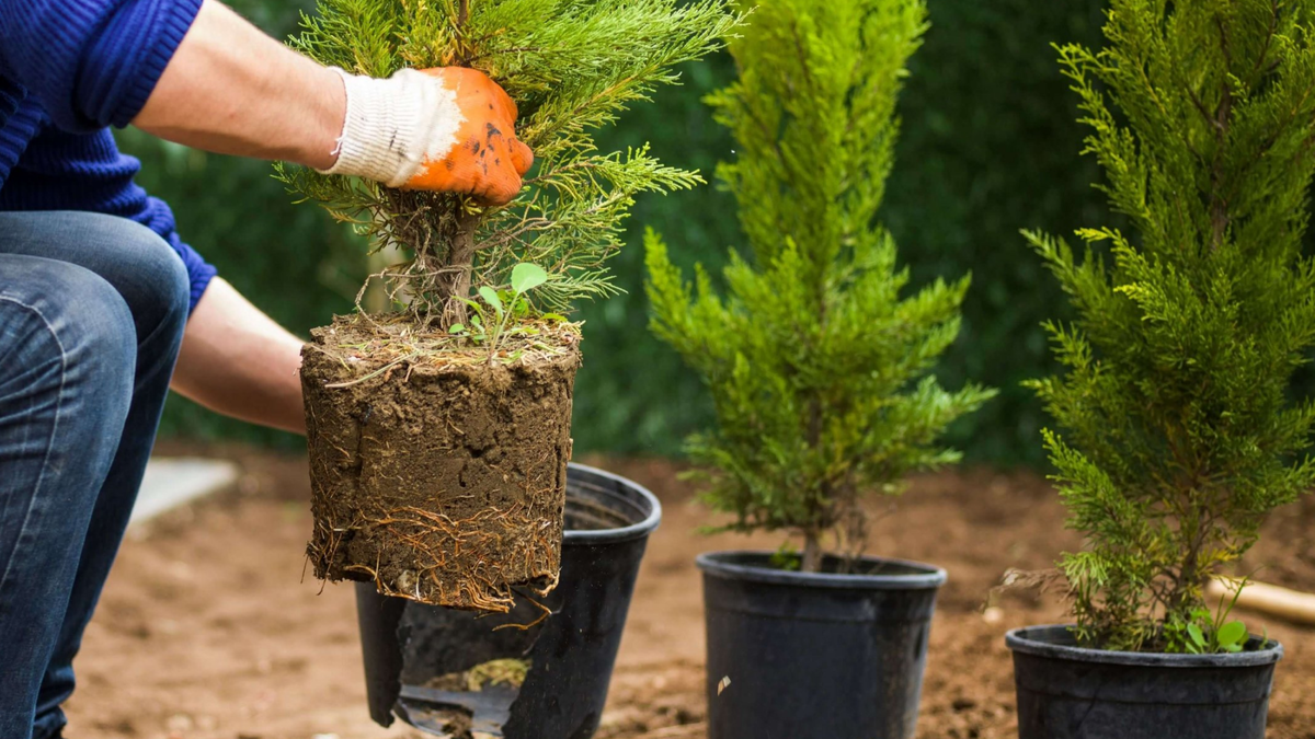 что нужно учесть при открытии питомника растений