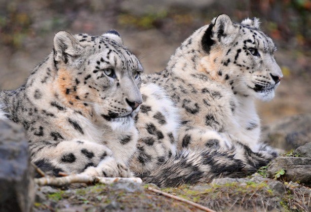 (с) Tambako the Jaguar. 