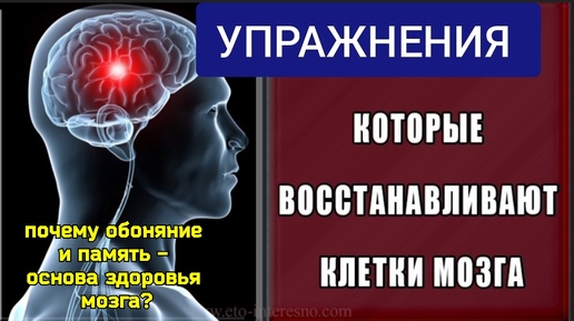 Мозг деградирует и погибает, когда теряется нюх и память. Необходимо укрепить среднюю мозговую и клиновидно-нёбную артерию