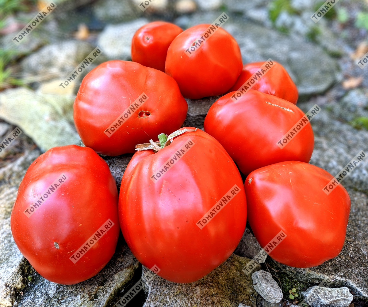 Томат "Сумка Быка". Фото из нашего каталога https://tomatovna.ru/beef-tomato/tproduct/748155325742-tomat-bik-sak-sumka-bika-bull-sac