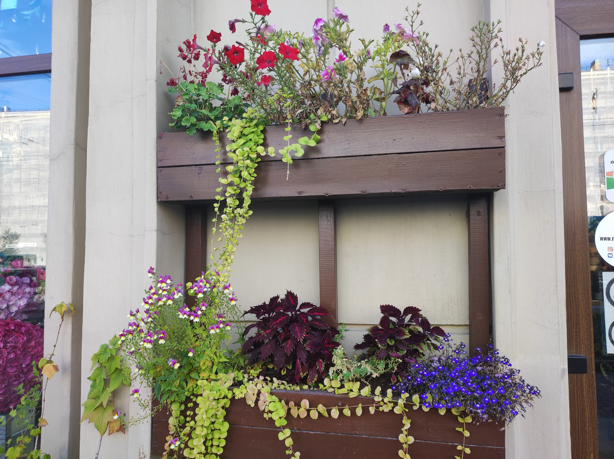 Фото автора, вертикальное озеленение Санкт-Петербург, август 2024 года