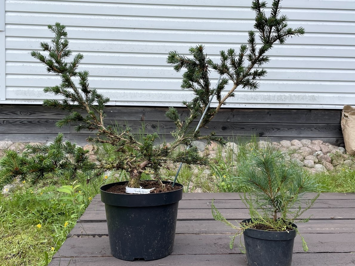  Picea pungens Lucky Strike