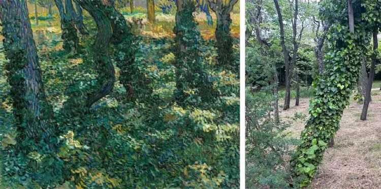 Подлесок Ван Гога (июль 1889 г.) и фотография (апрель 2024 г.), Van Gogh Museum, Amsterdam (Vincent van Gogh Foundation). 