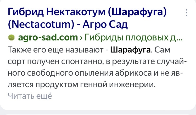 Яндекс поиск по запросу Шарафуга