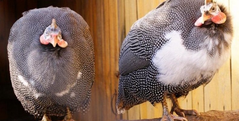 Подворье-живность