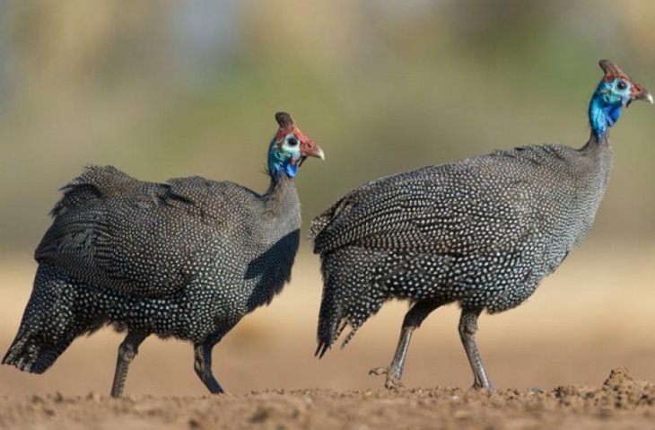 Самка и самец цесарки