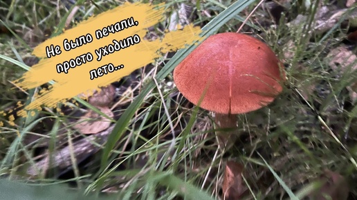 🍄‍🟫 Грибы на зиму. Найти и заготовить!