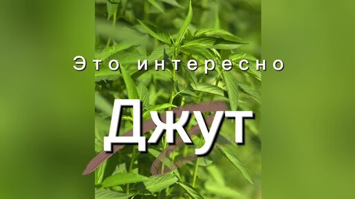 Джутовые истории - 2 Это интересно