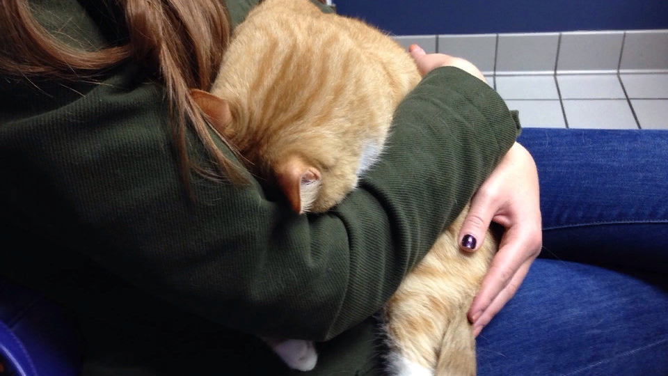 Почему кошка прячет мордочку в ладонь человека