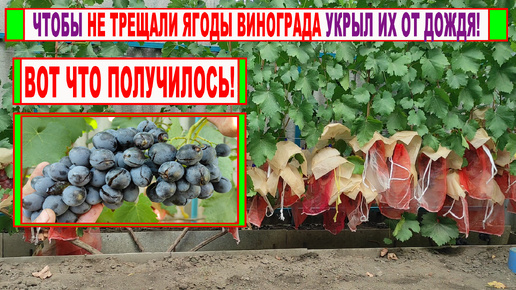 🍇 Чтобы не ТРЕСКАЛИСЬ ЯГОДЫ ВИНОГРАДА после дождей накрыл их БУМАЖНЫМИ КОЛПАКАМИ! И вот что ВЫШЛО.