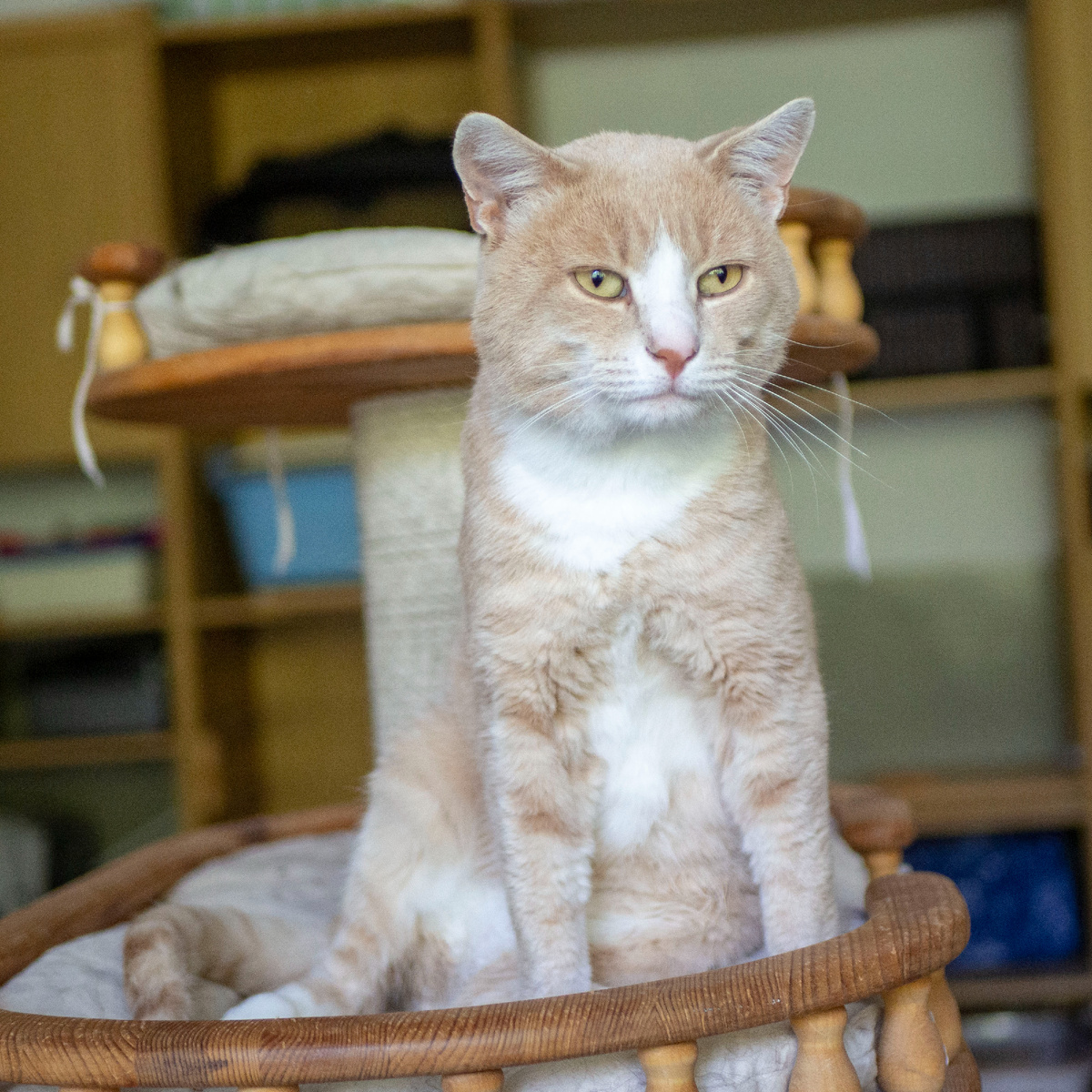 Грустная песня котика