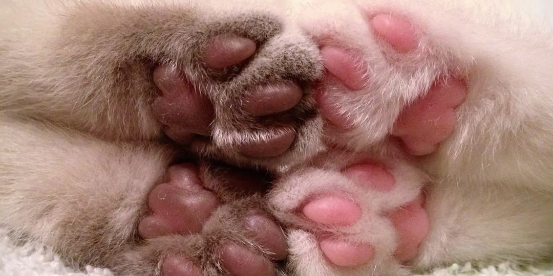 😺У МЕНЯ ЛАПКИ! 8 фактов о подушечках на лапах кошки