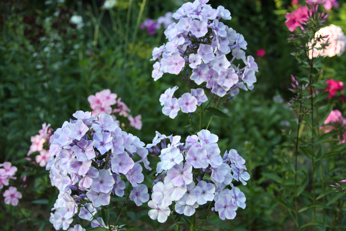 Нежнейший сорт "Гжель"