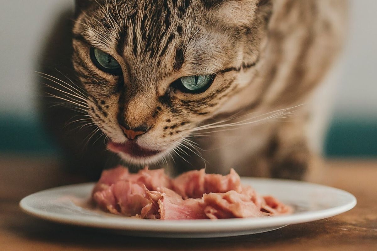 Кошка ест тунец