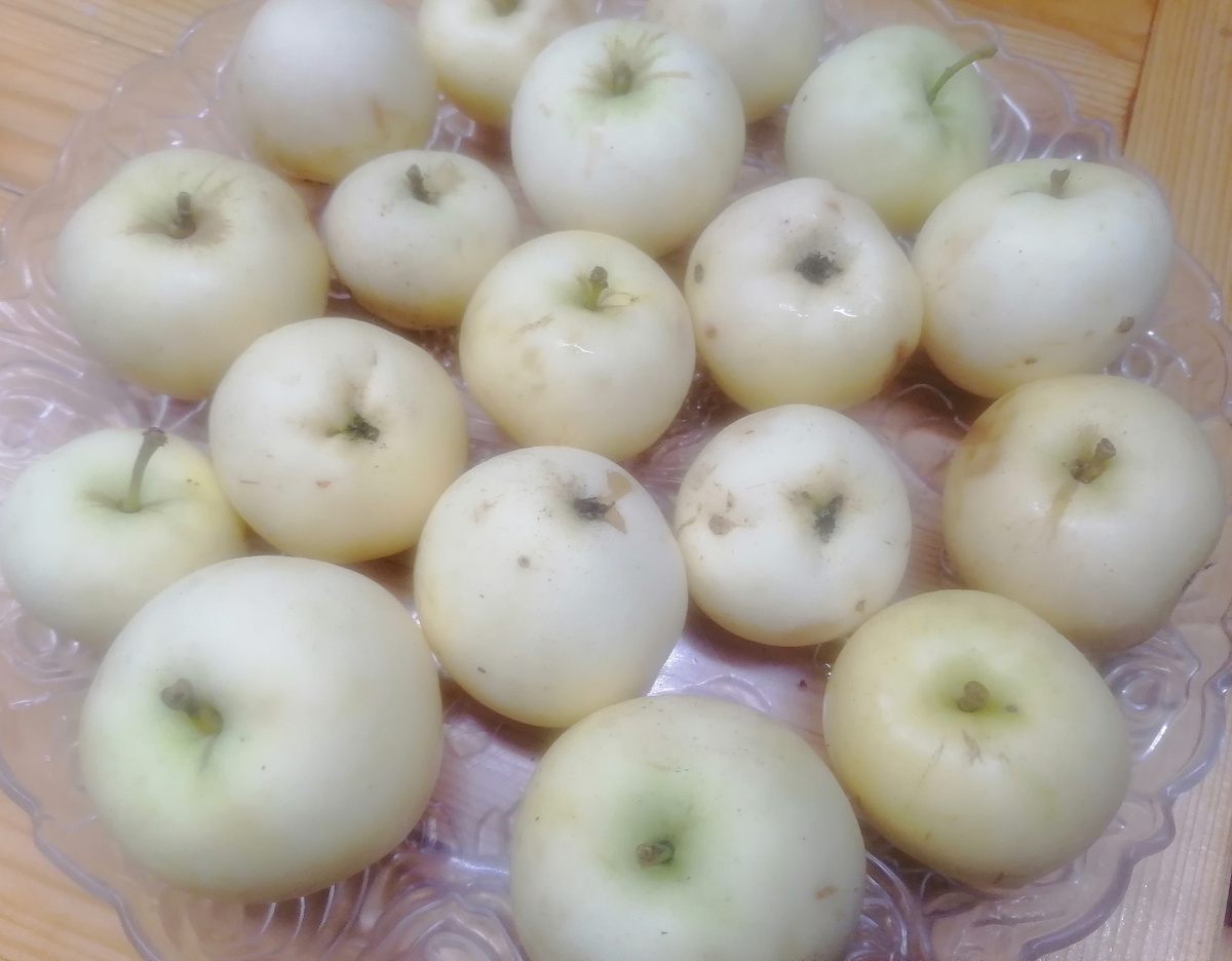 Дачные яблоки "белый налив". Фото автора