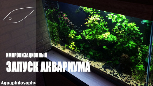 Запуск аквариума. Установка аквариума. Бюджетный аквариум