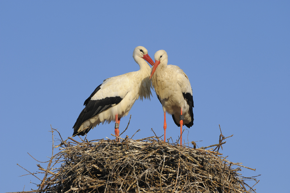 Фото: istockphoto / Anagramm📷
