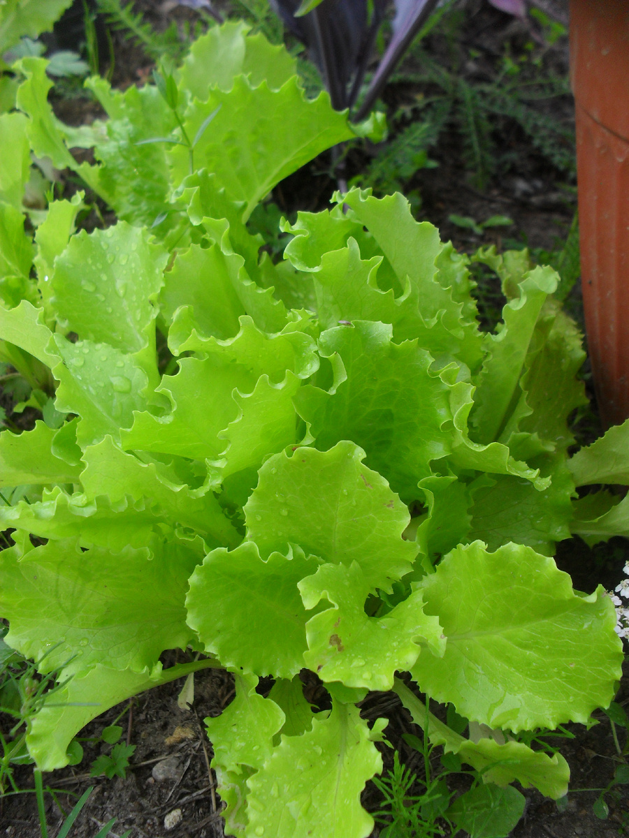 Салат пока не съели, его можно не укрывать до самых заморозков, но вот табак, например, если ещё пока дозревает, лучше укрыть на всякий случай от сырости и холода. / Фото моё, авторское. Копирование запрещено.