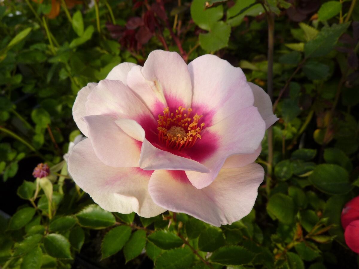 Фото Rosarium Garden Center