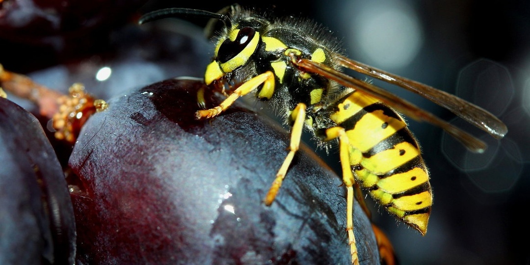 Защита винограда от ос, не наносящая вреда людям и урожаю