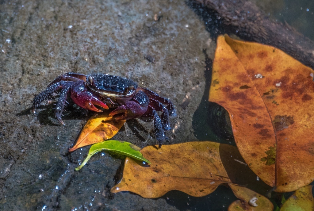 Крабик с красными клешнями, живущий в ручейке у мыса Трибьюлешен, фото из домашнего архива