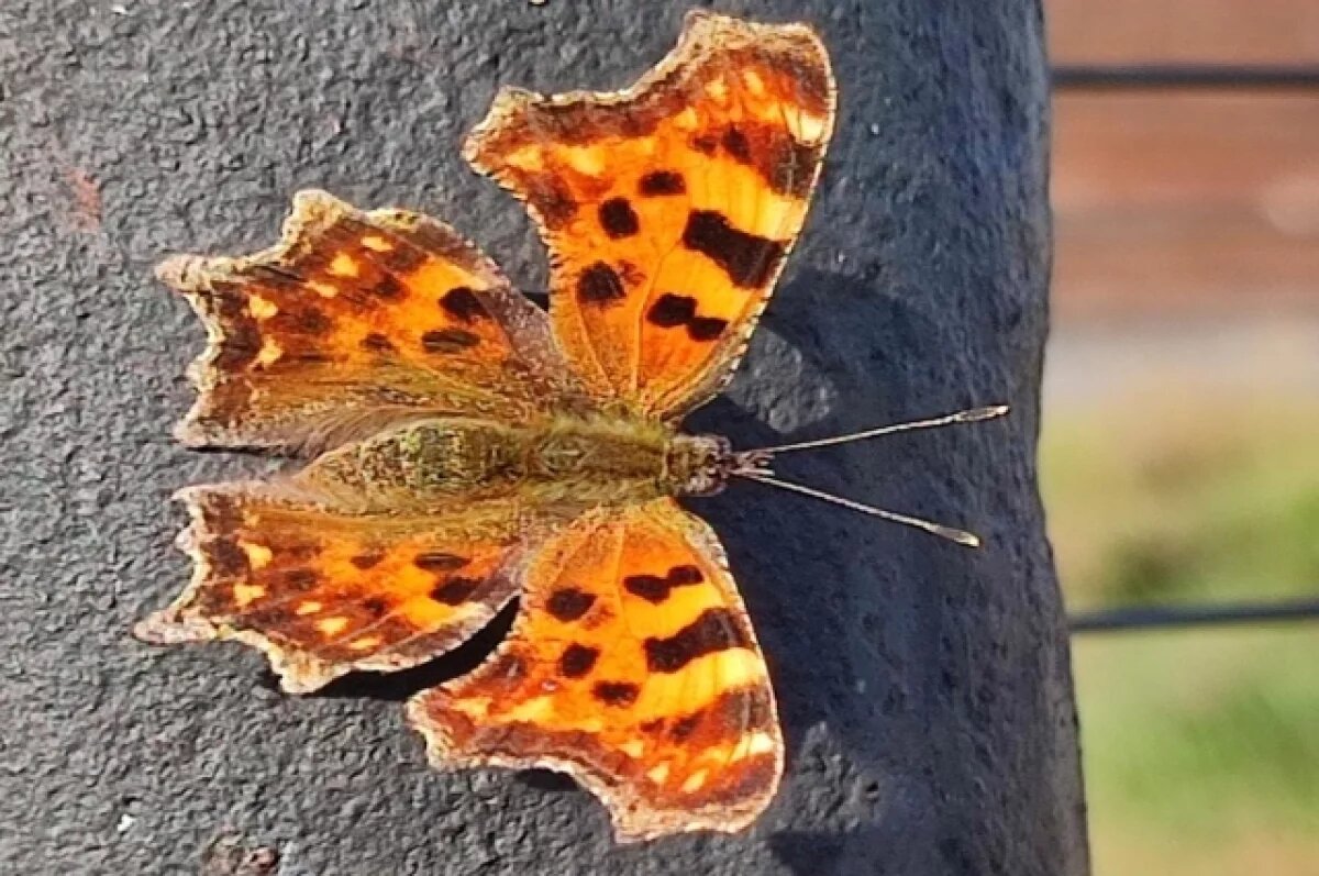    Бабьего лета не будет: составлен неутешительный прогноз на сентябрь в НСО