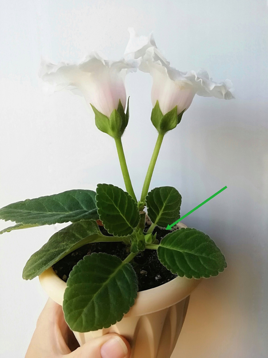 Как только упадут колокольчики, срежу "старый" стебель. Останется боковой побег на котором уже есть бутоны