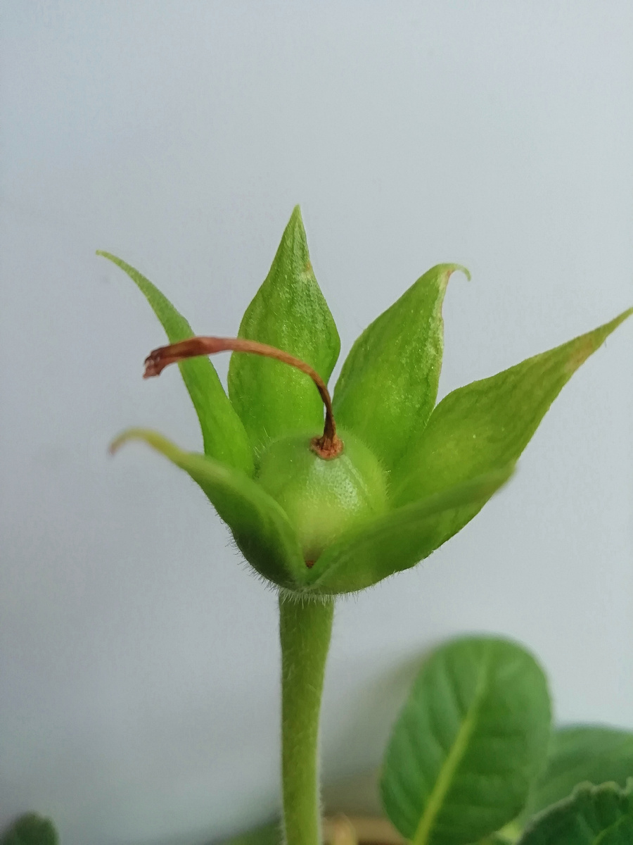 Одна Глоксиния "подарит" семена, поэтому до полного их вызревания не трогаю растение